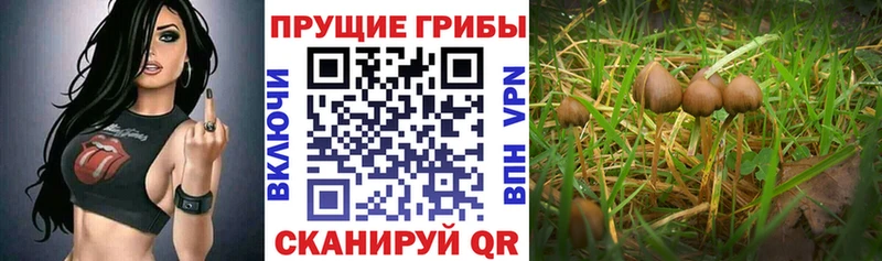 наркотики  Бикин  мега вход  Псилоцибиновые грибы прущие грибы 